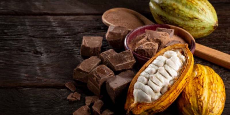 Especialistas en cacao